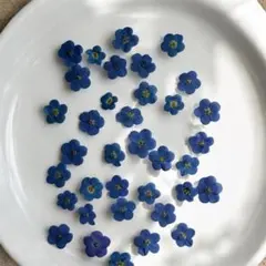 忘れな草押し花