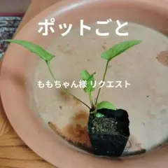 ももちゃん様 リクエスト 3点 まとめ商品