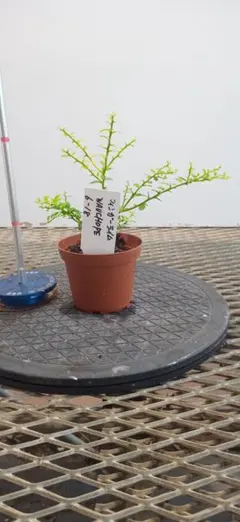 hachi1様 リクエスト 2点 まとめ商品