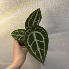 Anthurium Angel’s Dream × RC(ZARA）のサムネイル