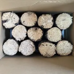 川口商会 最高級ブランド三草混合飼育産卵木SA品NO51 - メルカリ
