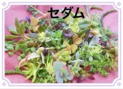 セダム◆詰め合わせ