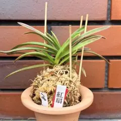 【♪余剰苗特売市♪】富貴蘭　翠扇 ♪余剰苗特売市♪】富貴蘭 翠扇錦（最上柄） - メルカリ
