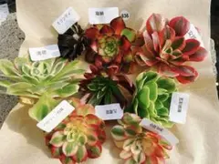 M*様 636 アエオ弁当 カット苗 多肉植物 アエオニウム