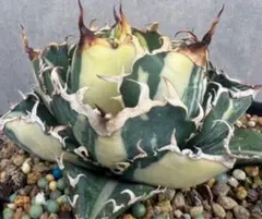 2025年最新】白鯨 斑の人気アイテム - メルカリ