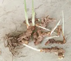 秋ウコン種芋 栽培用5Kg - メルカリ