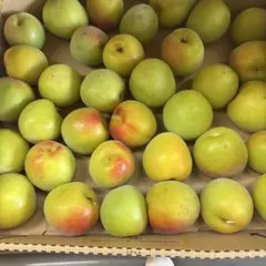 和歌山県みなべ産2L木熟1キロのサムネイル