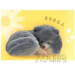もふもふポメラニアン ポメラニアン フィギュア フロッキー まるまるA 黒