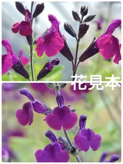チェリーセージ ナイトモス / ダイアン 2種 花苗