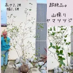 超絶品。山採りモチツツジ2.8M(鉢底から) 2026年最新】山採り ヤマツツジの人気アイテム - メルカリ
