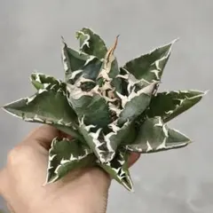 2026年最新】大白鯊の人気アイテム - メルカリ