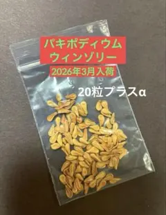 2026年最新】ウィンゾリー 種子の人気アイテム - メルカリ
