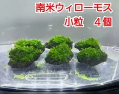 2026年最新】南米ウィローモスの人気アイテム - メルカリ