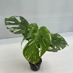 2026年最新】観葉植物 モンステラ・ポトスの人気アイテム - メルカリ