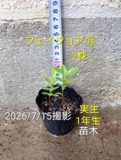 2026年最新】カラタチの種の人気アイテム - メルカリ
