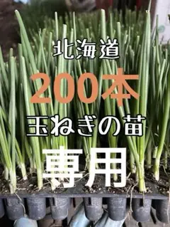北海道産 大倉様専用 玉ねぎの苗 200本