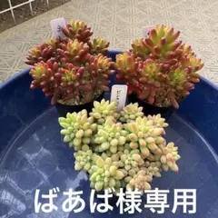 ばあば様専用紅葉多肉植物　虹の玉(5) セダム　ピンクベリー　抜き苗　速達発送