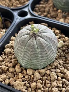 2026年最新】ユーフォルビア・オベサの人気アイテム - メルカリ