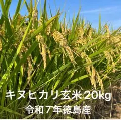 キヌヒカリ玄米20kg 令和7年徳島産のサムネイル