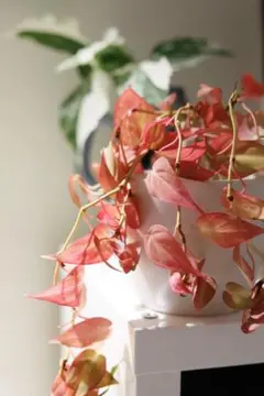 2025年最新】ミカンス フィロデンドロンの人気アイテム - メルカリ