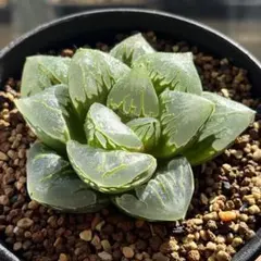 HC様 リクエスト 3点 まとめ商品