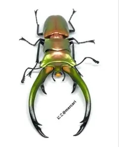 美形　エラフスホソアカクワガタ標本 楽天市場】昆虫標本 エラフスホソアカクワガタ メタリック調