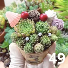 49❤︎多肉植物❤︎❤︎土入りポットごと❤︎そのまま飾れる♥センペルビウム❤︎