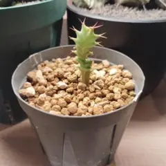 ユーフォルビア ムランジーナ em01 ［鉢ごとメルカリ便］ ユーフォルビア ムランジーナ em01 ［鉢ごとメルカリ便］ 2025年