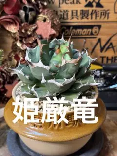 2025年最新】姫厳龍の人気アイテム - メルカリ