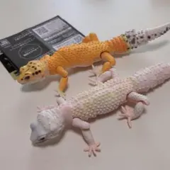 いきもの大図鑑アドバンス ヒョウモントカゲモドキ タンジェリン ブリザード