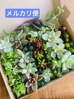 family_4146様 リクエスト 2点 まとめ商品