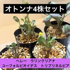 【速達】るなぞう様　オトンナ4株セットのサムネイル