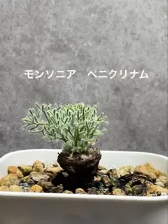 2025年最新】サルコカウロンの人気アイテム - メルカリ