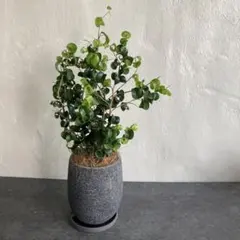 まん丸葉が可愛い♡ユーカリ ポリアンセモス ポポラス セメント鉢植え