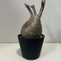 2026年最新】パキポディウム グラキリス 現地球の人気アイテム - メルカリ