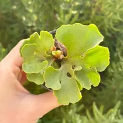 ©️hibita様 リクエスト 2点 まとめ商品