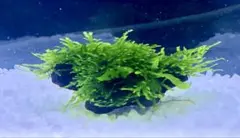 かぁ様 リクエスト 3点 まとめ商品