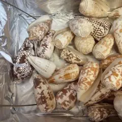 貝