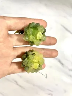 多肉植物 ハオルチア オブツーサ錦 水中月 糊斑 鮮明錦 2株