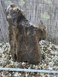 浅間溶岩石 22キロ 庭石 鑑賞石 石 石材 庭 坪庭 ガーデニング - メルカリ