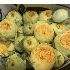 今季ラスト バラ　挿し木苗　サニートレンドセッター