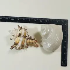 テングガイ　リュウテン類　貝殻