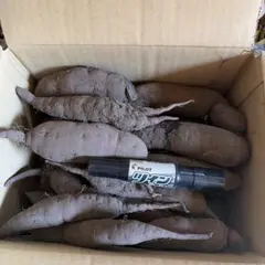 紅はるかさつまいも 土付き 2.38kg