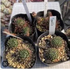 センペルビウム　4種セット②