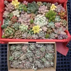 多肉植物　カット苗詰め合わせ