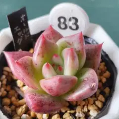 ホワイトターラ様 リクエスト 2点 まとめ商品