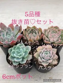 2026年最新】miya苗の人気アイテム - メルカリ