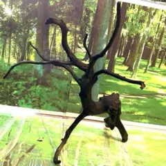 2026年最新】ブランチウッドの人気アイテム - メルカリ