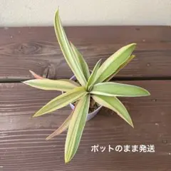 2025年最新】デスメティアーナの人気アイテム - メルカリ