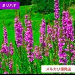 ※Sachi⭐︎様ご確認用 sachi様専用☆花苗 ご確認用 - メルカリ